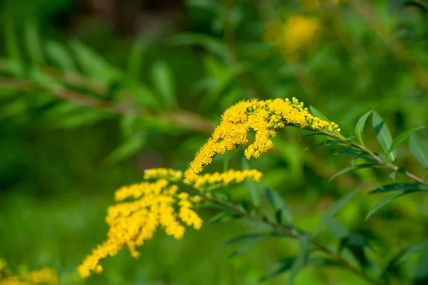 Solidago Comunemente Chiamato Verga Oro Maggior Parte Loro Sono Specie — Foto Stock