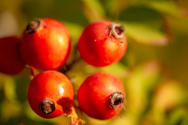 Verschwommenes Foto Geringe Schärfentiefe Hagebutten Enthalten Viele Antioxidantien Hauptsächlich Polyphenole — Stockfoto