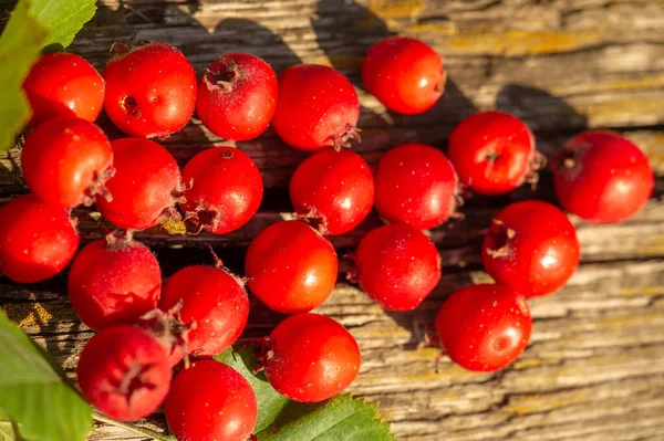 Verschwommenes Foto Geringe Schärfentiefe Weißdorn Ist Ein Dorniger Strauch Oder — Stockfoto