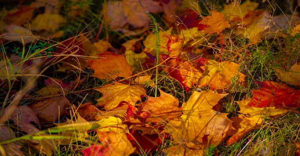 Sonbahar Akçaağaç Yaprakları Sonbahar Renkleri Yetenekli Ruh Hali Eylül Kasım — Stok fotoğraf