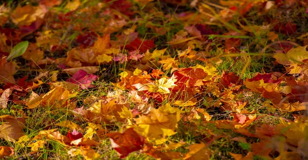 Autumn Foliage Seasonal Botanical Background — Stock Photo, Image