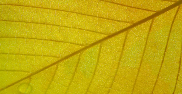 秋の紅葉 季節の植物の背景 — ストック写真