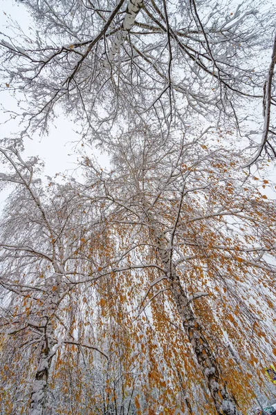 Kar Yağdığında Iki Seçeneğiniz Vardır Kürek Kar Melekleri Kar Taneleri — Stok fotoğraf