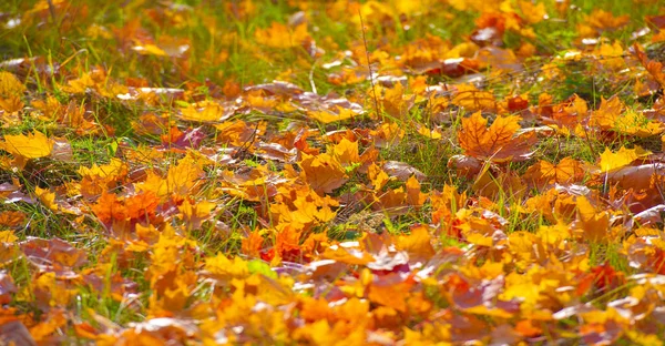 Осенние Кленовые Листья Осенние Цвета Одаренное Настроение Сентябрь Октябрь Ноябрь — стоковое фото