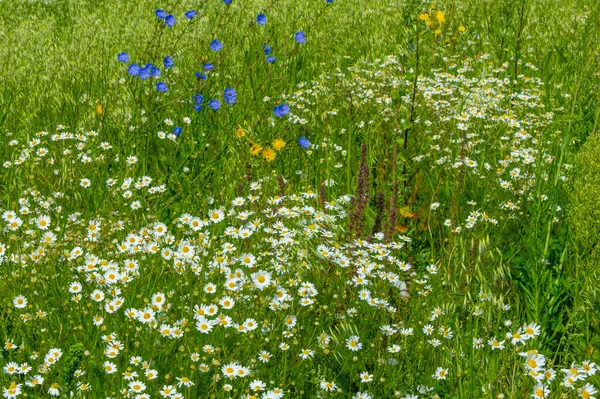 Όμορφο Floral Shot Φυσική Ταπετσαρία — Φωτογραφία Αρχείου