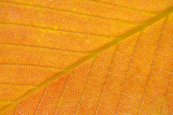 Grunt Skärpedjup Suddigt Höstgula Blad Närbild Makro — Stockfoto