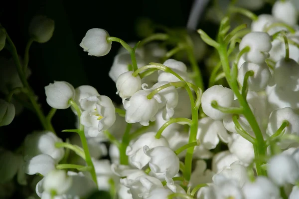 Vacker Blommor Skott Naturliga Tapeter — Stockfoto