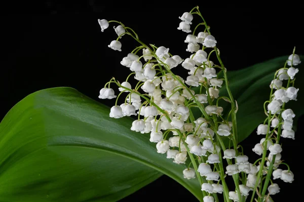 Bel Colpo Floreale Carta Parati Naturale — Foto Stock