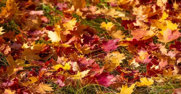 Φθινοπωρινά Φύλλα Σφενδάμου Φθινοπωρινά Χρώματα Και Χαρισματική Διάθεση Σεπτέμβριος Οκτώβριος — Φωτογραφία Αρχείου