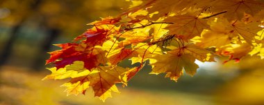 Sonbahar akçaağaç yaprakları. Sonbahar renkleri ve yetenekli ruh hali. Eylül Kasım, en zengin, en parlak ve en canlı renklerden biridir..