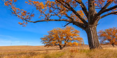 güpegündüz sonbahar manzarasının resimsel görüntüsü