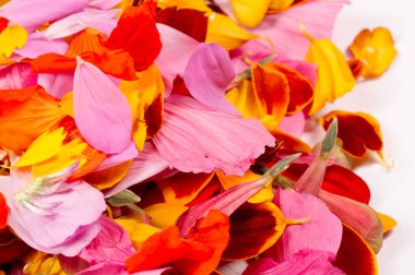 doku arkaplanı. Şablon. çiçek yaprakları.