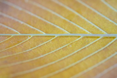 Bulanık. Ön planda bir karaağacın güzel sonbahar yaprakları, yakın plan, fotokopi alanı, makro fotoğraf. doku