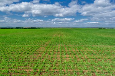 Yeşil ve bulutlu gökyüzü ile yaz manzarası