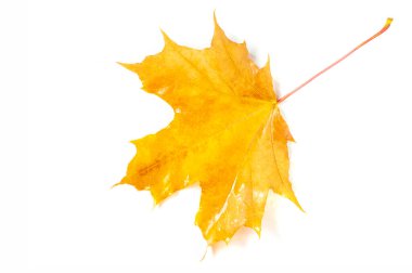 Ön planda güzel akçaağaç yaprakları ve bulanık beyaz bir arka plan, yakın plan, fotokopi alanı, makro fotoğrafçılık. doku