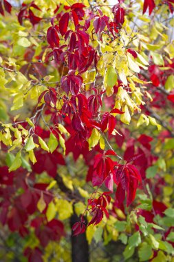 Vahşi üzümler. Renkli sonbahar çekimleri doğal arka planda yabani üzüm yaprakları