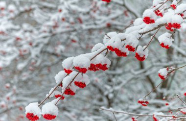 İlk kar. Düşen her ölçekte gökyüzünden eşsiz bir ilgi kıvılcımı düşüyor. Kar, yıldızlar gibi yağdı. Kolayca tahmin edilebilecek gibi neden sadece güzel olduğunu karanlık ağaçlar doldurdu..