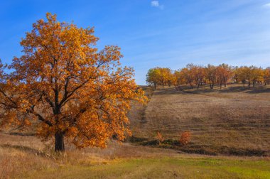 güpegündüz sonbahar manzarasının resimsel görüntüsü