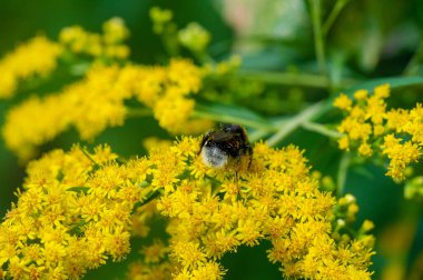 Güzel çiçekli fotoğraf, doğal duvar kağıdı.