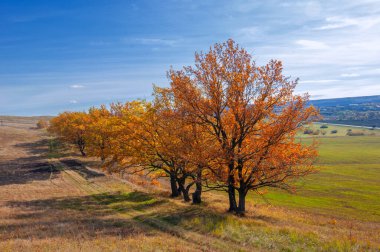 güpegündüz sonbahar manzarasının resimsel görüntüsü