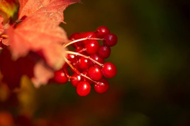 Güzel botanik fotoğrafı, dut duvar kağıdı.