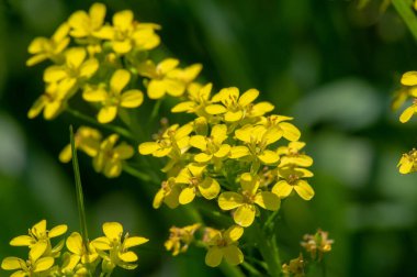 Doku, arkaplan, desen, tarlanın sığ derinliği, çayırdaki çimenler, tipik olarak dar yapraklı bitkilerden oluşan bitki örtüsü, çim ve çayırlarda yetiştirilen yabani veya ekili bitkiler.