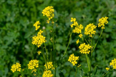Doku, arkaplan, desen, tarlanın sığ derinliği, çayırdaki çimenler, tipik olarak dar yapraklı bitkilerden oluşan bitki örtüsü, çim ve çayırlarda yetiştirilen yabani veya ekili bitkiler.