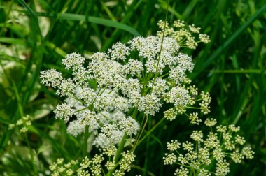 Doku, arkaplan, desen, tarlanın sığ derinliği, çayırdaki çimenler, tipik olarak dar yapraklı bitkilerden oluşan bitki örtüsü, çim ve çayırlarda yetiştirilen yabani veya ekili bitkiler.