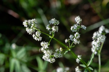 Doku, arkaplan, desen, tarlanın sığ derinliği, çayırdaki çimenler, tipik olarak dar yapraklı bitkilerden oluşan bitki örtüsü, çim ve çayırlarda yetiştirilen yabani veya ekili bitkiler.