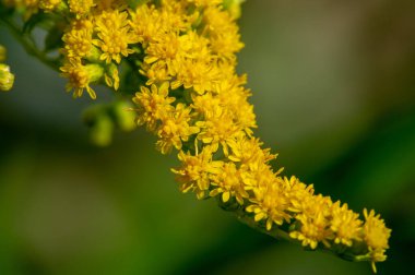 Güzel çiçekli fotoğraf, doğal duvar kağıdı.