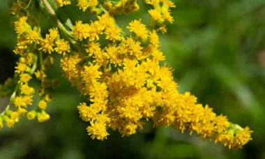 Güzel çiçekli fotoğraf, doğal duvar kağıdı.