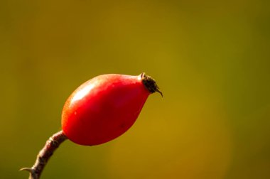 Güzel botanik fotoğrafı, dut duvar kağıdı.
