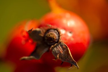 Güzel botanik fotoğrafı, dut duvar kağıdı.