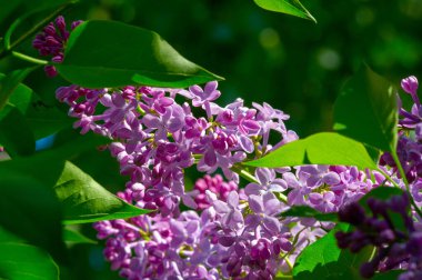 Güzel botanik fotoğrafı, çiçekli duvar kağıdı.