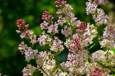 Güzel botanik fotoğrafı, çiçekli duvar kağıdı.