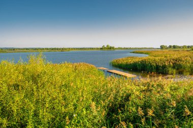 Gün ışığında güzel yaz manzarası