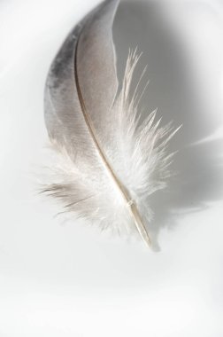 Kuş tüyü kalem, tüy, uç, kuş tüyü, bıçak, stil
