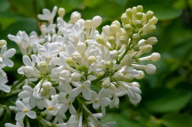 Güzel botanik fotoğrafı, çiçekli duvar kağıdı.