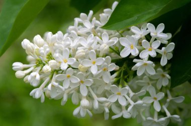 Güzel botanik fotoğrafı, çiçekli duvar kağıdı.