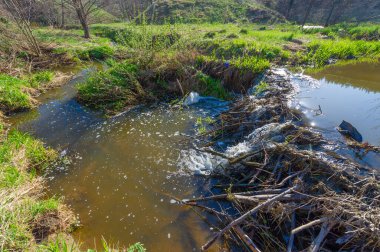 Yeşil bahar manzarası, gündüz manzarası.