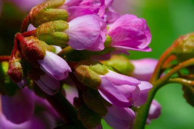 Badan, Saksafraga ailesinin daimi bitkisi. Tıbbi amaçlar için bazı temel özellikler ve tütsü yaprakları vardır..