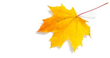 Doku arka planı, desen. Sonbahar renkli akçaağaç yaprakları. Akçaağaç, kuvvetin ve dayanıklılığın yaygın bir sembolüdür ve Kanada 'nın ulusal ağacı olarak seçildi..