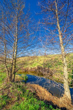 Yeşil bahar manzarası, gündüz manzarası.
