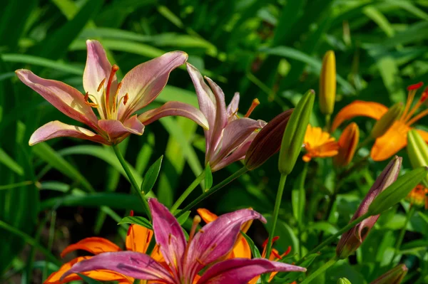 Lilium Sevdiklerine Duyduğun Sevgi Coşku Sevgiyi Temsil Ederken Turuncu Zambaklar — Stok fotoğraf