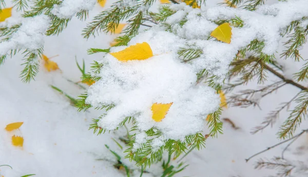 私たちは夜の間に季節の最初の雪を得ました 冬に砂糖と秋にほこり 太陽の光が差し込み 日陰で雪が降り 冬を少し照らす — ストック写真