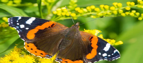 Solidago Vanligen Kallad Guldstavar Används Traditionell Njure Tonic Utövare Växtbaserade — Stockfoto