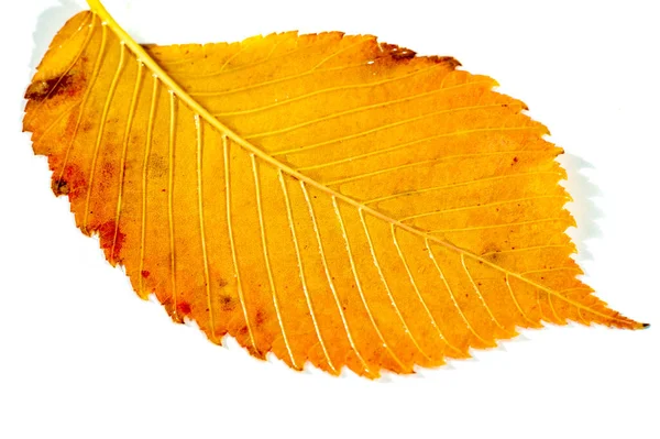 Размыто Красивые Осенние Листья Вяза Переднем Плане Крупным Планом Копировальным — стоковое фото