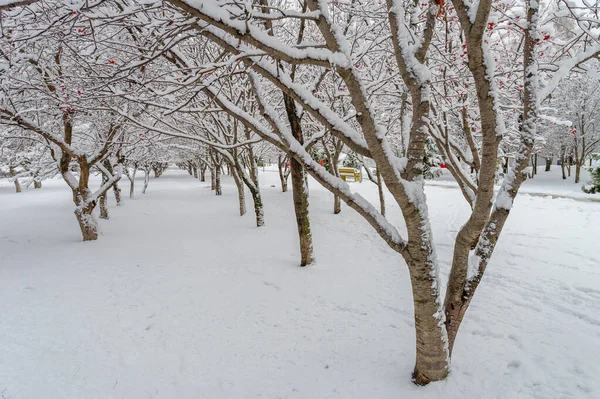 Sneeuw Roept Reacties Uit Kindertijd Schoonheid Van Een Sneeuwvlok Waarderen — Stockfoto