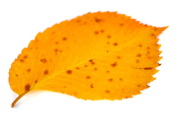 Vackra Höstlöv Ett Almträd Förgrunden Närbild Kopieringsutrymme Makrofotografi Textur — Stockfoto