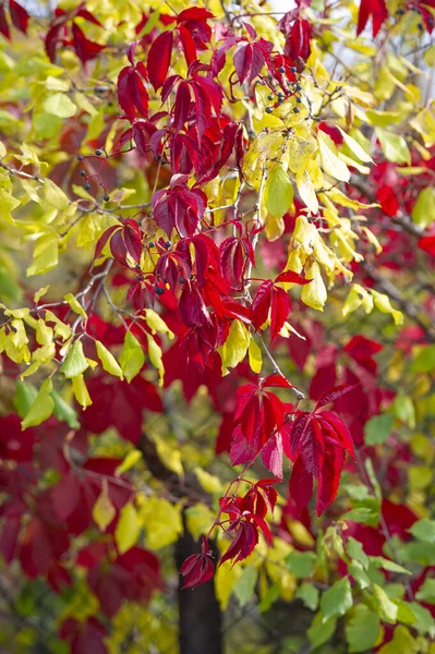 Wilde Trauben Foto Von Bunten Wilden Traubenblättern Herbst Auf Natürlichem — Stockfoto